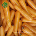 Fine Price carrot farm fresh farm price carrot